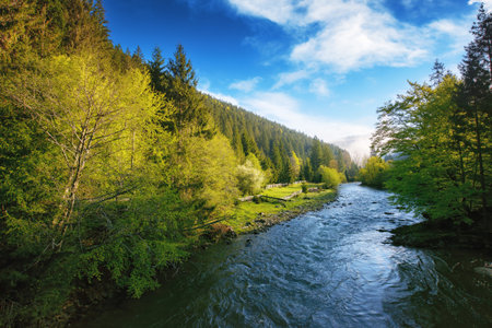 mountain river on a foggy morning. misty nature scenery in early spring. trees along th shoreの写真素材