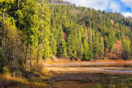 coniferous forest by the lake. beautiful autumn landscape on a sunny day