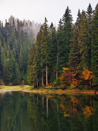 foggy autumn scenery with lake. forest reflection. gloomy weatherの写真素材