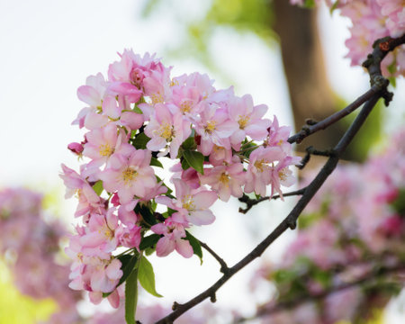 apple branch in blossom. closeup nature background in spring. warm sunny weatherの写真素材