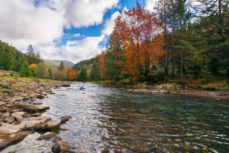 river flows among the forested area in carpathian mountains. autumnal tourism background. stones on the shore. cloudy sky. low angleの写真素材