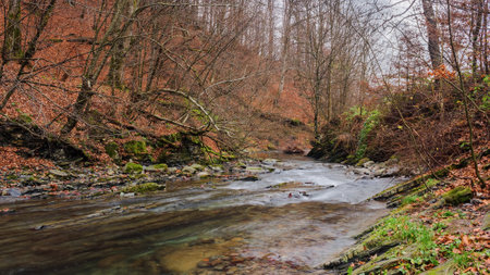 natural environment of ukrainian carpathians. drying mountain rivers in forested countryside. nature...