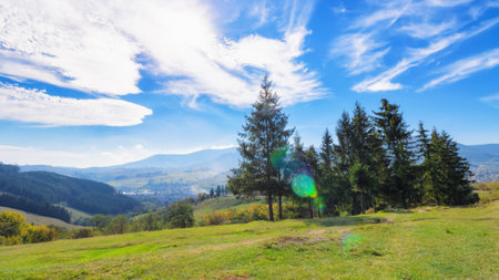 mountainous landscape in autumn. spruce trees on the grassy hill. beautiful outdoor scenery of carpathian countryside. sunny weather with clouds on the blue skyの写真素材