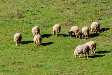 sheep grazing on the hill. sunny weather in autumnの写真素材
