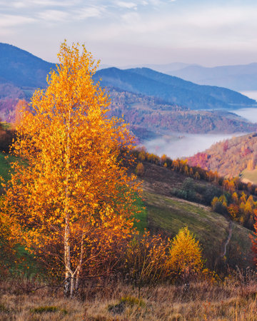 misty autumn sunrise in mountains. scenery with colorful trees on the grassy hills in morning light. landscape rolling in to the distant valley full of fogの写真素材