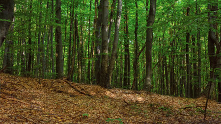 beech forest nature background. green scenery in summerの写真素材