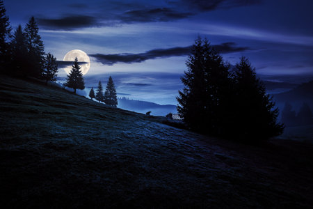 conifer forest in fog under the blue sky at night. fir trees on hillside meadow. enchanted countryside scenery in full moon lightの写真素材