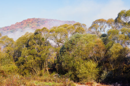 deciduous trees in hoarfrost and fog. mountainous countryside landscape on a sunny morning in autumnの写真素材