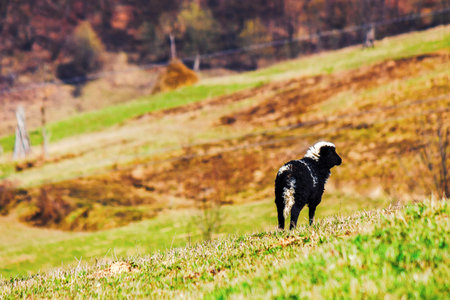 black lamb on the hill in early spring. rural area of ukrainian highlands