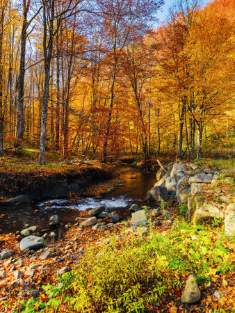 scenery with water stream among the stones and boulders on the shore in autumn forest. trees in fall foliage in morning light. dry sunny weatherの写真素材