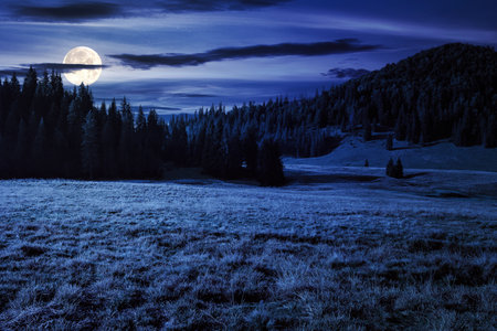 coniferous forest on the meadow at night. wonderful mountainous landscape in full moon lightの写真素材
