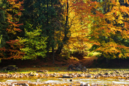 beech trees in colorful foliage on the river bank. water stream with rocky shore in the valley on a sunny afternoon in autumn seasonの写真素材