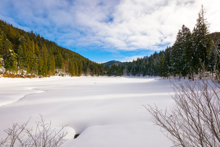 forested mountainous winter landscape. cold scenery of synevyr lake in carpathian fir woods on a sunny morning. clouds on the bright blue skyの写真素材