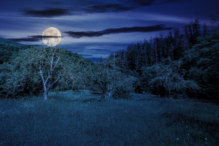 grassy forest glade in summer at night. wonderful countryside scenery in full moon lightの写真素材
