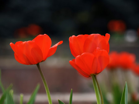 red tulips on a sunny day. beautiful outdoor composition in the gardenの写真素材