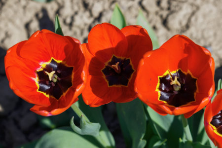 red tulip flowers blooming in the garden. closeup view from above. nature background in springの写真素材