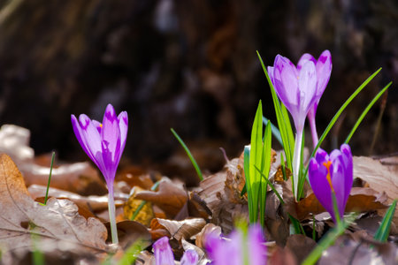 crocus flowers blooming in the forest. beautiful closeup nature background. spring season in the woods of transcarpathia, ukraineの写真素材