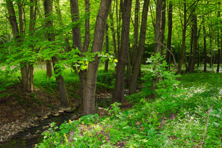 landscape of a green forest in spring. brook among the beech trees on a sunny dayの写真素材