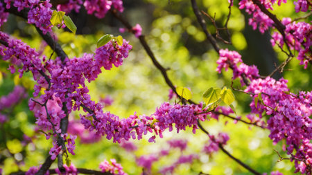closeup of redbud tree blossoming in the park. pink floral background in springの写真素材