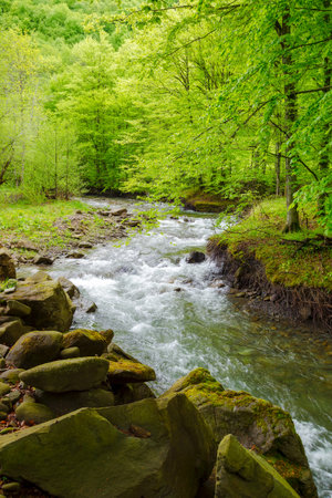 rapid water stream winding through the beech forest. landscape with mossy boulders and trees on the shore of a river. spring scenery in carpathian mountains. fesh green environmentの写真素材
