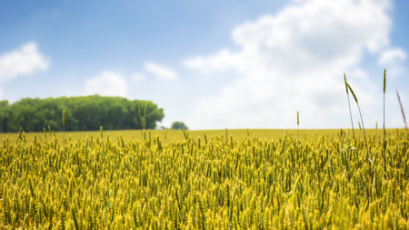wheat field on a sunny summer day. rural landscape of slovakia. european agricultural backgroundの写真素材
