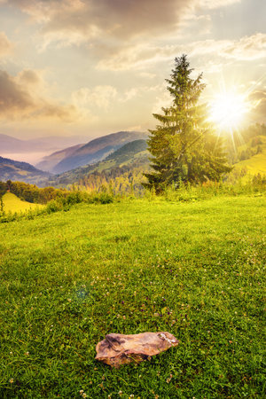 lonely fir tree on the meadow with green grass and stone at sunset. scenery on the edge of mountain slope in front of the distant valley full of fog in evening lightの写真素材