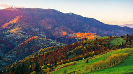 carpathian mountain landscape of ukraine in autumn. trees on the grassy hills in fall colors....