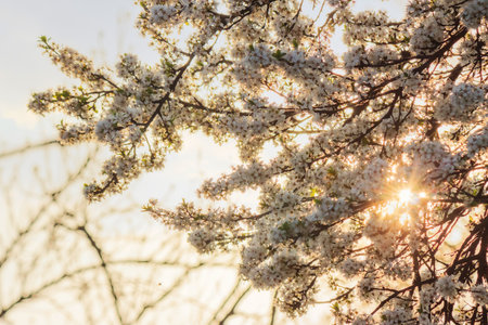 blossom season background. white flowers in spring. beautiful branch of fruit tree in the garden in morning light. beauty in nature conceptの写真素材