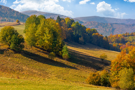 autumn landscape in mountains. trees in colorful foliage on the grassy hill. sunny afternoon in fall season. beautiful countryside of transcarpathia, ukraine. warm weatherの写真素材