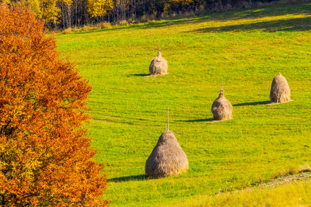 haystack on the grassy field in autumn. rural landscape in carpathian mountains. warm sunny afternoon weather. organic agriculture symbolの写真素材