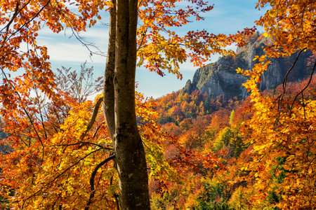 colorful foliage on the branch in autumn forest. closeup nature background. sunny dayの写真素材