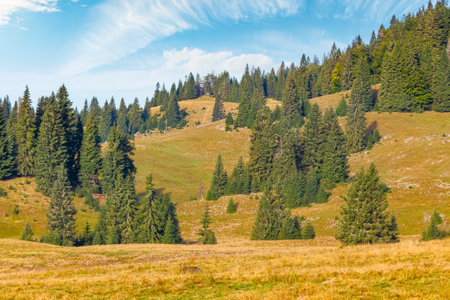 coniferous forest on the hill in autumn. sunny morning. beautiful landscape of apuseni natural park of romania in fall season. lush carpathian woodlandの写真素材