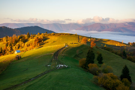 autumn landscape of mountainous countryside. sunny morning. rural fields and rolling hills. fog in...