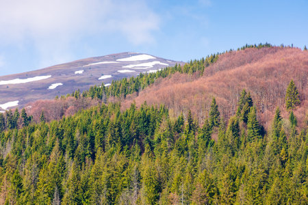 coniferous forest on the green hill. magnificent highland. sunny day. mountain landscape of borzhava ridge in spring. scenic alpine scenery under blue sky. woods on the slopeの写真素材