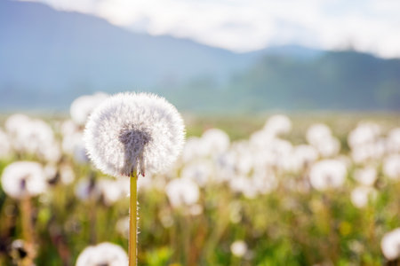 dandelion flower among the grass in morning light. fluffy seed plant in spring. beautiful outdoor scenery in the valleyの写真素材