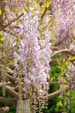 closeup of blooming wisteria in spring. lush twig. purple pink flowers hanging on the branch. floral background of botanical park on a sunny dayの写真素材