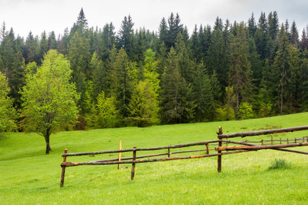 countryside landscape in spring. wooden fence on the grassy meadow and forest on the hill. overcast...