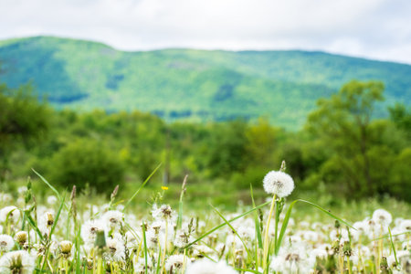 dandelion meadow in rural landscape. beautiful nature scenery with blooming fluffy plants in morning light. clouds on the sky above the distant mountain. countryside in springtimeの写真素材