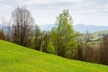 countryside mountain landscape in spring. sustainable farmland. cloudy weather. field and forest on the hill. rolling rural scenery of podobovets valley. transcarpathia regionの写真素材