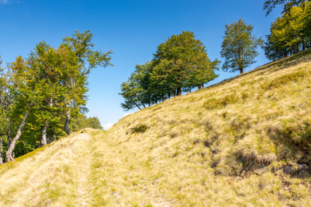 beech forest on the hill with yellow grass. path through hillside on sunny day in early autumn. beautiful landscape in carpathian mountains under blue skyの写真素材