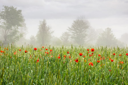poppies in the field of rye. rural landscape on a mist morning in summer. silhouettes of trees in the distant fog. countryside scenery in mysterious atmosphere. outdoor adventure in farmlandの写真素材