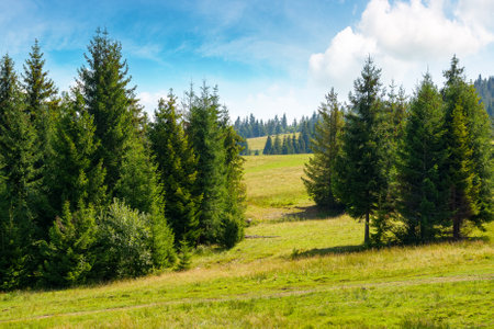 coniferous forest on the green hill in carpathian mountains. beautiful spruce trees on the grassy meadow in summer. alpine landscape of transcarpathia on a sunny day with fluffy clouds on the blue skyの写真素材