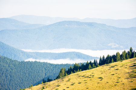 mountain landscape of ukrainian alps in summer. peaceful nature scenery. morning scenery with fog in the distant valley. forest on the steep slope of chornohora ridge. outdoor adventureの写真素材