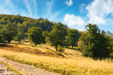 beech forest of carpathian mountain in summer. outdoor background for hiking and adventure in transcarpathia. blue sky with cloudsの写真素材