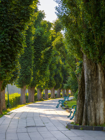 street with lush trees in summer. urban landscape of transcarpathia capital on a sunny morning. green grass and bushes near paved walkway. empty outdoor scene of a beautiful shady avenueの写真素材