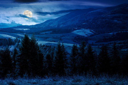 spruce forest behind the grassy meadow at night. early autumn landscape of carpathian mountains. clouds on the ridge. outdoor adventures and hiking season. alpine scenery in full moon lightの写真素材