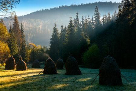 mountainous rural landscape of romania in autumn. scenic view. foggy sunrise. transylvania countryside scenery in fall season. haystacks on field in shade of fir forest. wonderful carpathian highlandの写真素材
