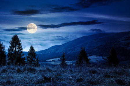 hillside of mountain range with coniferous forest and meadow at night. scenery of carpathian mountain in september in full moon lightの写真素材