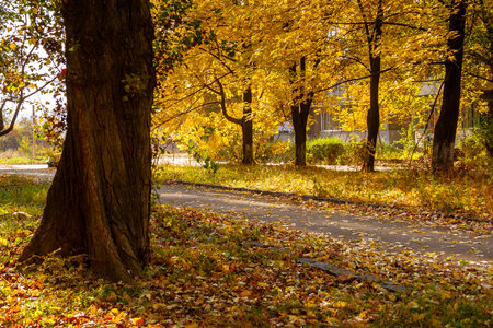 street on a sunny autumn day. scenic urban landscape of uzhhorod. row of old trees in yellow foliage...