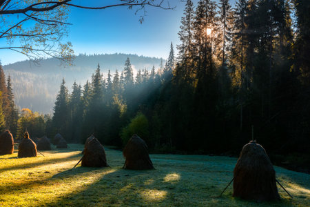 mountainous rural landscape of romania in autumn. scenic view. foggy sunrise. transylvania countryside scenery in fall season. haystacks on field in shade of fir forest. wonderful carpathian highlandの写真素材